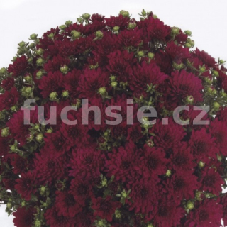 Chryzantéma Multiflora Marika - 3235