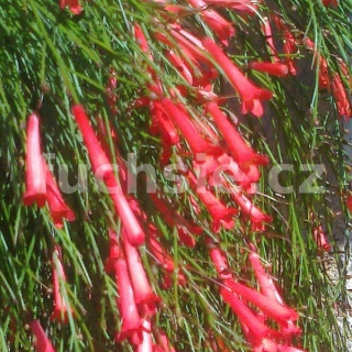 Rusela přesličkovitá (Russelia equst.) - 025