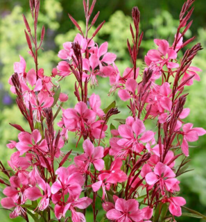 Gaura lindheimeriFlamingo Pink-svíčko 3103vec růžový
