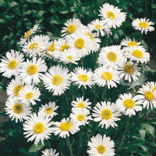 Astra skalková (Aster Alpinus Albus)