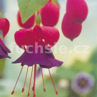 Mission Bells Fuchsie 335