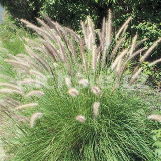 Pennisetum alopecuroides- dochan 3122