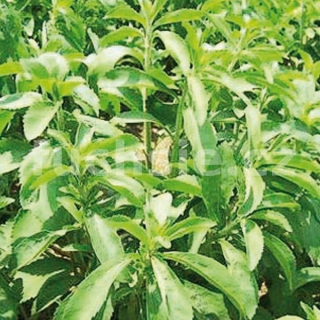 Stévie (Stévia Rebaudiana) - 164