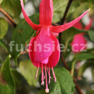 Regale Fuchsie 925