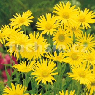 Kamzičník (Doronicum Orientale Little Leo)      3060                         