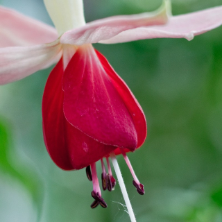 Celia Smedley Fuchsie