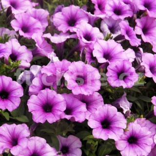 Surfinie růžová s žilkováním, jednoduchý květ - 054