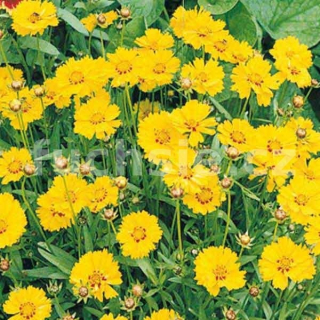 Krásnoočko plnokvěté (Coreopis Grandiflora)