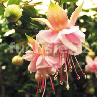 South Gate Fuchsie (Walker-Jones USA 1951)