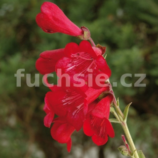 Dračík (Penstemon Hartwegii)