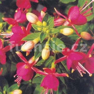 Cherry Fuchsie (Stubbs USA 1979) 295