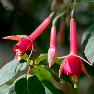 August Seibert Fuchsie 825