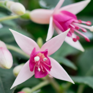 Minirose Fuchsie (de Graaf  NL  1981)
