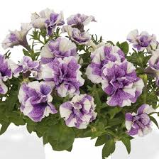 Petunia převislá, plnokvětá, levandulová - 047L