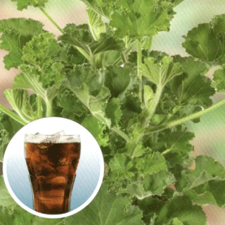 Pelargonie s vůní Coca Cola - 1168