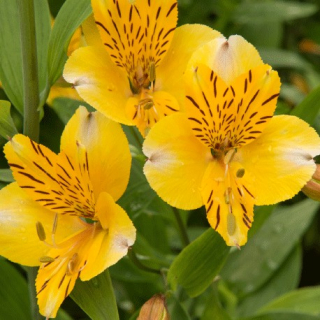 Alstromérie – lilie inků – žlutá - 037B