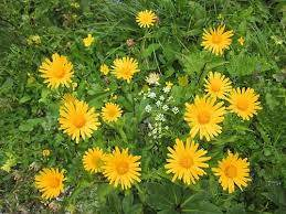 Buphthalmum salicifolium Goldem Yellow- Volovec vrbolistý,Volské oko 3118