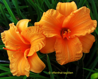 Hemerocallis Bertie Ferries