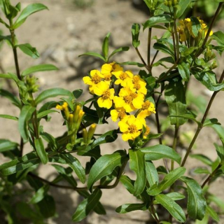 Tagetes Lucida - Askamitník mexický - 105T