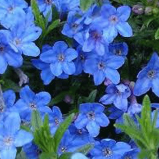 Litodora diffusa – Kamejka 3111