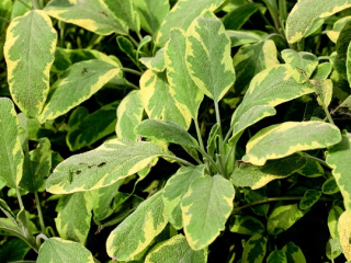 Salvia officinalis-šalvěj lékařská,panašovaná - 106B