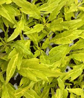 Africká kopřiva, Coleus- Salsa  Verde  153 A