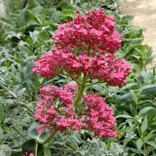 Mavuň Centranthus Rubel 3114