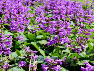 Čistec - Stachys grandifora - 164D