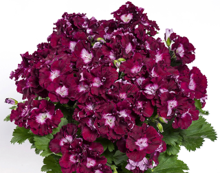 Pelargonie  Bermuda Marlot - 1180M
