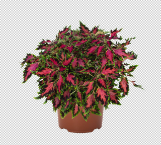 Africká kopřiva-Coleus Down Town- Vegas Neon   153 G