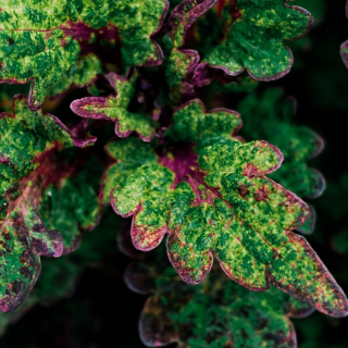 Coleus. Africká kopřiva Henna - 154 K