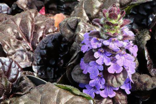 Ajuga reptans Black Scallop- Zběhovec