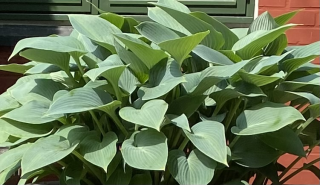 Bohyška. Hosta Elegans 3157