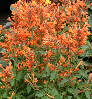 Agastache hybridaKudos Mandarin