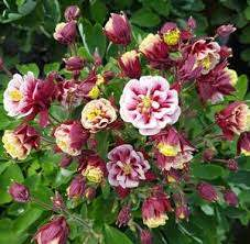 Aquilegia vulgaris Winky double Red-White- Orlíček plnokvětý