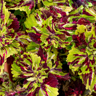 Coleus, Africká kopřiva Kong Mosaic - 154 V
