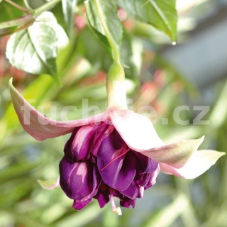 Royal Mozaik Fuchsie  474