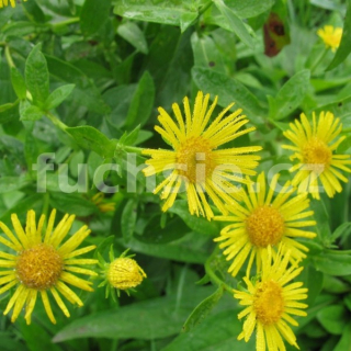 Omán-Inula helenium (Oman pravý) - 164O
