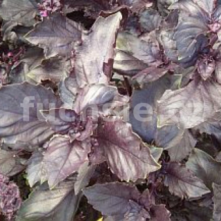 Bazalka červená (Ocimum basilicum Chianti) - 163B