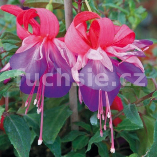 Samanta Jane Fuchsie 242