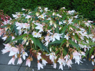 Begonia Boliviensis - bílá poloplná - 197
