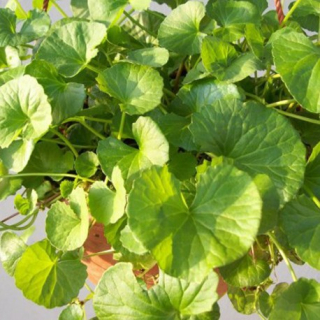 Pupečník asijský (Gotu Cola - Centella asiatica) - 106P