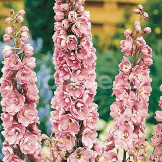 Ostrožka růžová (Delphinium Cultorum)