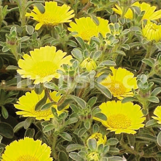 Asteriscus Maritimus- přímořská hvězdička - 171