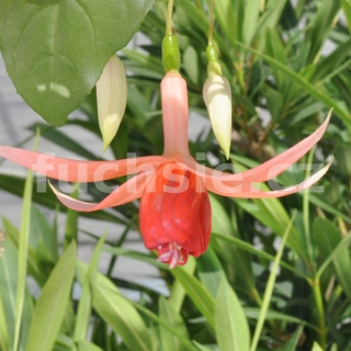 Amazing Maisie Fuchsie (Šl. Mick Allsop, GB,2001) 724
