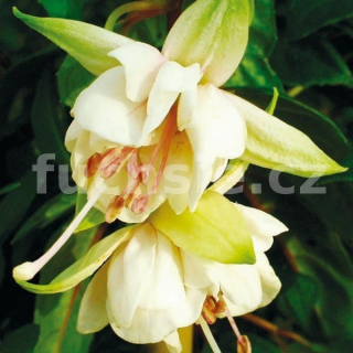 White Fairy Fuchsie