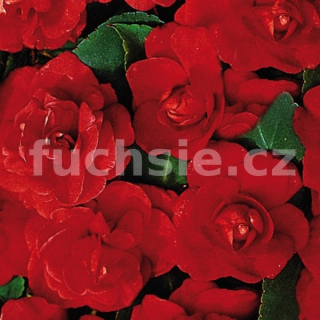 Impantiens Walleriana Balzamína, Netykavka  červená plnokvětá - 030