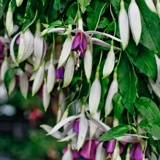 Windhapper Fuchsie 548