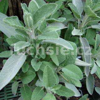 Šalvěj lékařská-salvia officinalis(babské ucho) - 106S