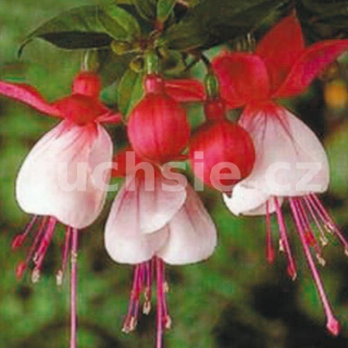 Götenborg Fuchsie 378